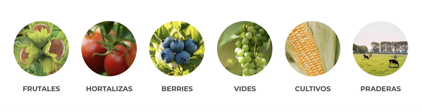 Ideal para todo tipo de cultivos: frutales, hortalizas, berries, vides, cultivos y praderas